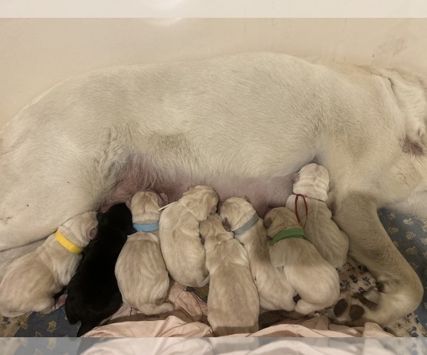 Medium Photo #2 Labrador Retriever Puppy For Sale in LOUISBURG, NC, USA