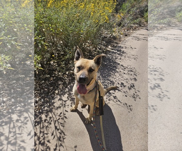 Medium Photo #2 Black Mouth Cur-Unknown Mix Puppy For Sale in phoenix, AZ, USA