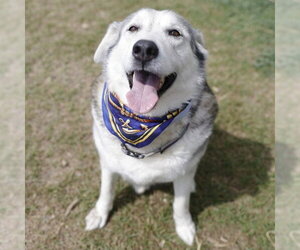 Siberian Husky-Unknown Mix Dogs for adoption in San Antonio, TX, USA