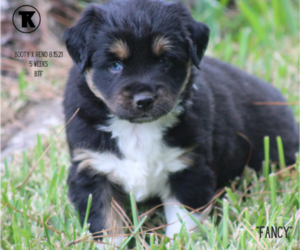 Australian Shepherd Puppy for sale in NACOGDOCHES, TX, USA