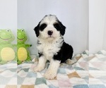 Small #3 Miniature Bernedoodle