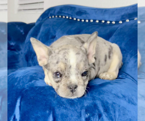 Medium Photo #4 French Bulldog Puppy For Sale in MANCHESTER, NH, USA