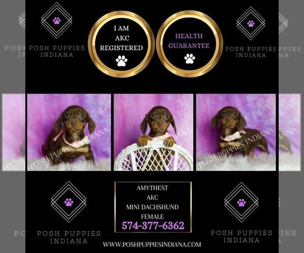 Medium Photo #41 Dachshund Puppy For Sale in WARSAW, IN, USA