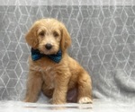 Small Photo #6 Labradoodle Puppy For Sale in LAKELAND, FL, USA