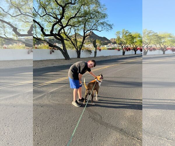 Medium Photo #4 Red Heeler-Unknown Mix Puppy For Sale in Chandler, AZ, USA