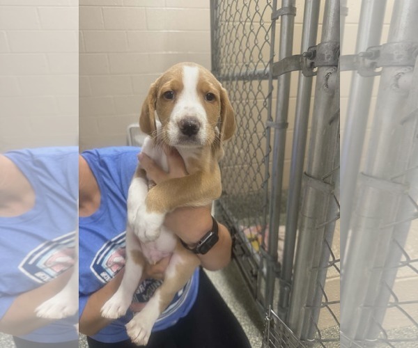 Medium Photo #1 Labradoodle Puppy For Sale in SHERBURNE, NY, USA