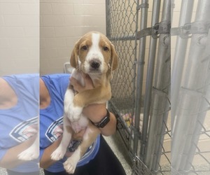 Labradoodle Dogs for adoption in SHERBURNE, NY, USA