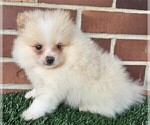 Small #19 Pomeranian