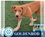 Small #2 Labrador Retriever Mix
