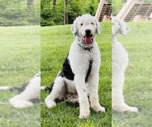 Father of the Sheepadoodle puppies born on 06/08/2023