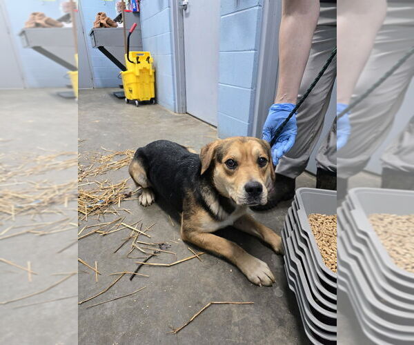 Medium Photo #2 Mutt Puppy For Sale in Evansville, IN, USA