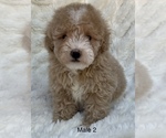 Small Photo #4 Poodle (Toy) Puppy For Sale in AUBURN, CA, USA