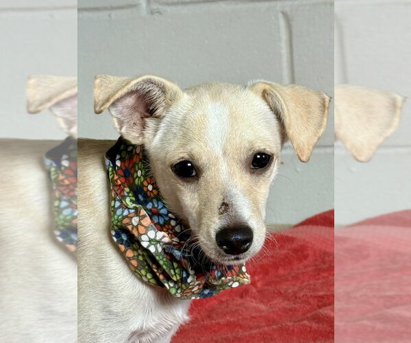 Medium Photo #2 Chihuahua-Unknown Mix Puppy For Sale in San Leon, TX, USA