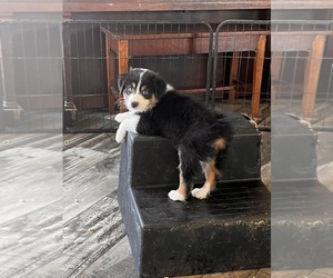 Australian Shepherd Puppy for sale in AMHERST, VA, USA