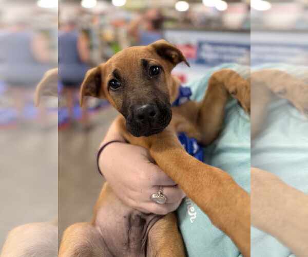 Medium Photo #11 Labrador Retriever-Unknown Mix Puppy For Sale in Holly Springs, NC, USA