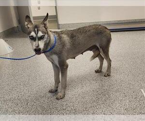 - Mix Dogs for adoption in Houston, TX, USA