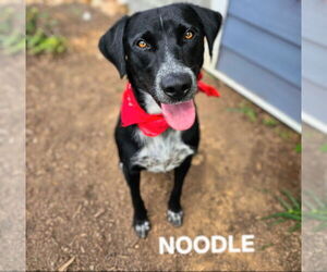 Sheprador Dogs for adoption in Maryville, TN, USA