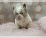 Small #3 French Bulldog