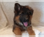 Small #1 German Shepherd Dog
