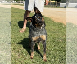 Pug-Unknown Mix Dogs for adoption in Rockaway, NJ, USA