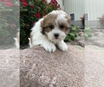 Small #2 ShihPoo