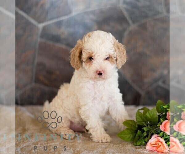 Medium Photo #3 Poodle (Miniature) Puppy For Sale in MILL HALL, PA, USA