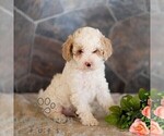 Small #2 Poodle (Miniature)