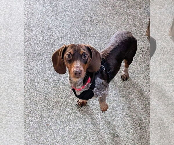 Medium Photo #2 Dachshund Puppy For Sale in St. Louis Park, MN, USA