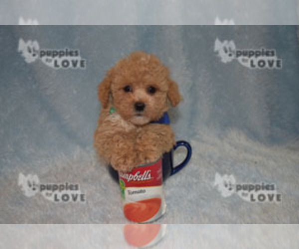 Medium Photo #12 Poodle (Toy) Puppy For Sale in SANGER, TX, USA