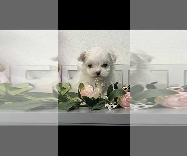 Medium Photo #4 Maltese Puppy For Sale in NILES, MI, USA
