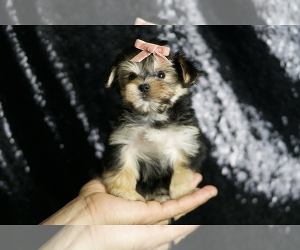 Medium Photo #93 Morkie Puppy For Sale in WARSAW, IN, USA