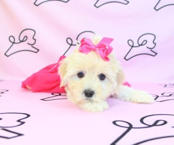 Medium Photo #6 Mal-Shi Puppy For Sale in LAS VEGAS, NV, USA