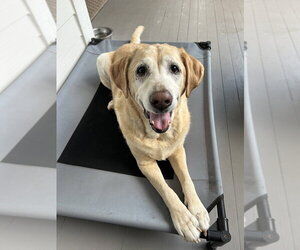 Labrador Retriever Dogs for adoption in Mooresville, NC, USA