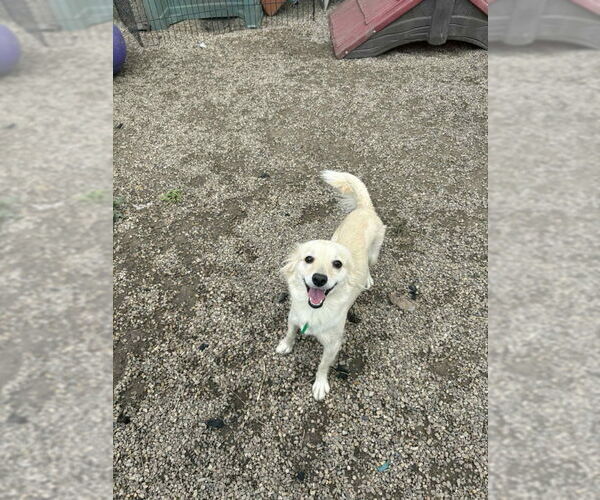 Medium Photo #2 Pomeranian-Unknown Mix Puppy For Sale in Mukwonago, WI, USA