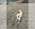 Small #1 Pomeranian Mix