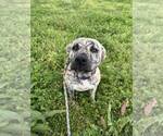Small American Staffordshire Terrier
