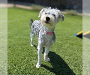 Medium Maltese Mix