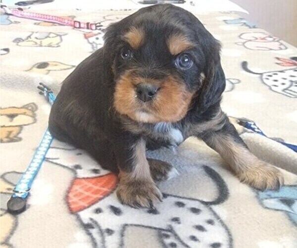 Medium Photo #10 Aussalier Puppy For Sale in ATHOL, ID, USA