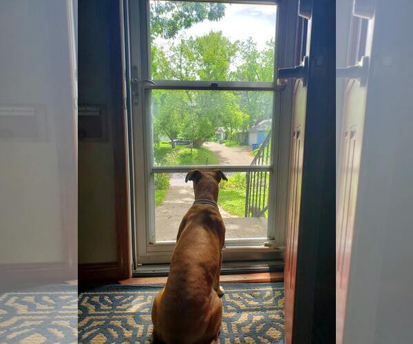 Medium Photo #10 Boxer Puppy For Sale in Burnsville, MN, USA