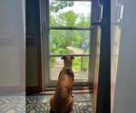 Small #9 Boxer