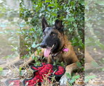 Small Photo #2 Mutt Puppy For Sale in Imlay City, MI, USA