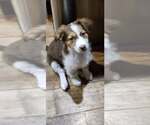 Small Collie-Parson Russell Terrier Mix