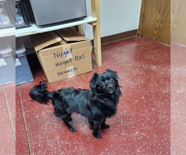 Medium Photo #5 Chiranian Puppy For Sale in Fargo, ND, USA