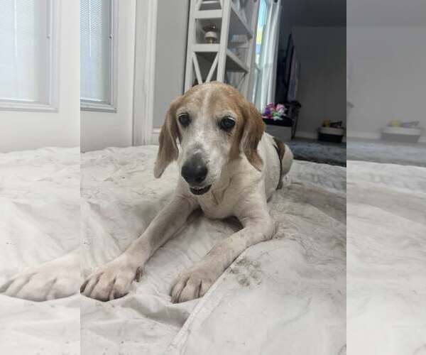 Medium Photo #4 Beagle-Unknown Mix Puppy For Sale in Sanderson, FL, USA