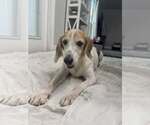 Small #3 Beagle Mix