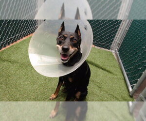 Miniature Pinscher Dogs for adoption in Downey, CA, USA
