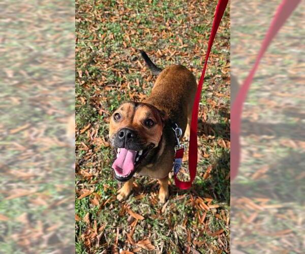 Medium Photo #1 Labrador Retriever-Unknown Mix Puppy For Sale in Baytown, TX, USA