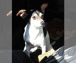 Small Rat Terrier Mix