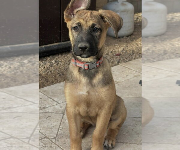 Medium Photo #5 Mutt Puppy For Sale in Dana Point, CA, USA