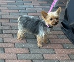 Yoyo - Female Yorkshire Terrier Puppy for Sale - Photo #7